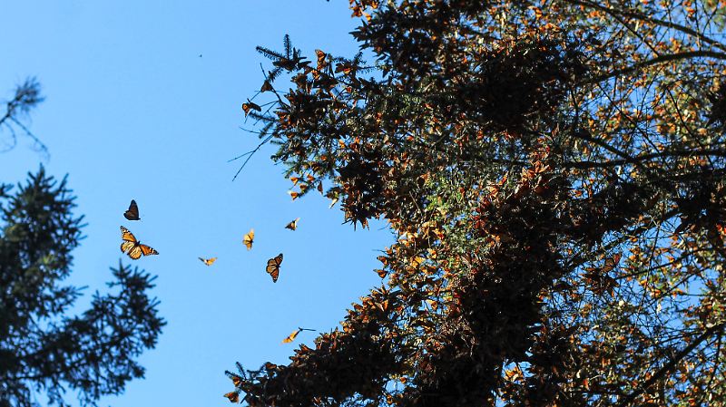 mariposa monarca reserva